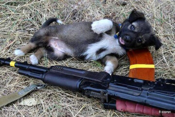 Зворушлива дружба українських військових і собак в АТО (фото)