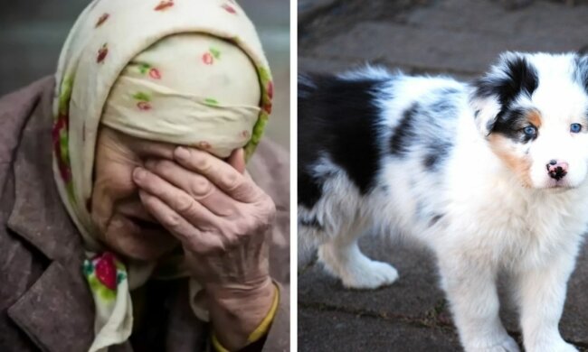 Чоловік купив у пенсіонерки щеня за 500, але через тиждень повернувся і доплатив ще 10000: що сталося