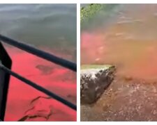 В Азовское море попала токсичная краска, кадры: "берега усеяны рыбой"