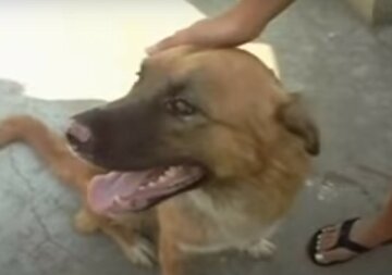 "Хто бачив цю жахливу картину?": собак масово потравили на Запоріжжі, шукають свідків