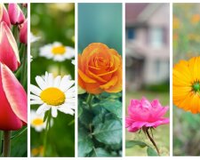 Тест на визначення особистості: дізнайтесь, обравши картинку з квіткою
