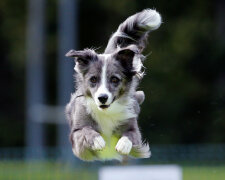 У Словенії пройшов конкурс польотів серед собак (фото)