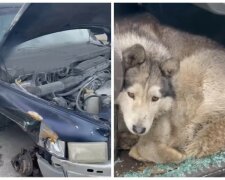 Історія з Бучі зі щасливим кінцем: патрульний врятував собаку, яка ховалася в покинутому авто