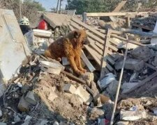 Боєць ЗСУ втратив усю родину після ракетного удару у Дніпрі, фото: "Вижив лише домашній улюбленець"