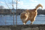 погода