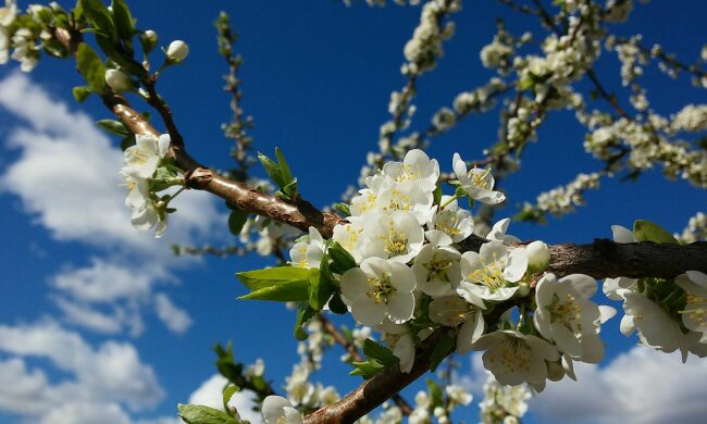 весна цветы погода солнечно