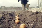 "Голодовка забезпечена": поліцейські почали полювання на українців, які садять картоплю