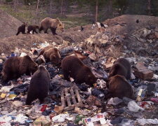 Из-за нашествия медведей в Якутии ввели «чрезвычайку»
