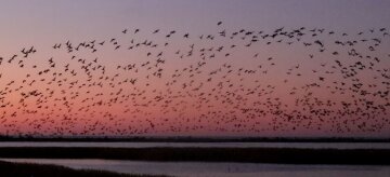 Стаи птиц внезапно покидают  Одесскую область, фото: известны причины