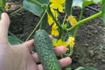 как выращивать огурцы