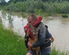 Cтадо косуль оказалось в ловушке из-за паводков на Буковине, фото: "Река взяла в плен"