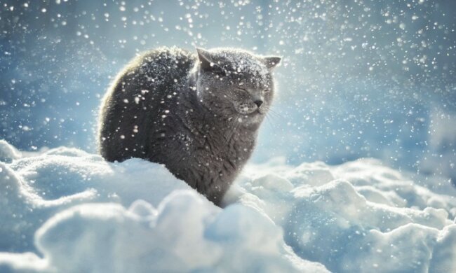 зима снег кот