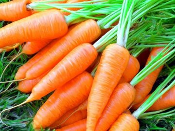 морковь, морковка