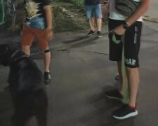Українці просять "очистити" місто від собак і кішок: "у кожному районі міста потрібно..."