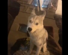 Закрили в авто і пішли: у мережі показали порятунок собаки в Одесі, відео