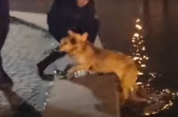 В парке Одессы бросили силы на спасение собаки, видео: барахталась из последних сил в воде