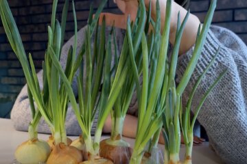 зеленый лук