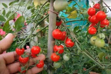 помідори черрі