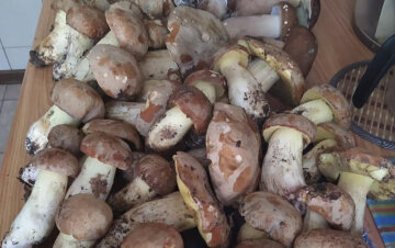 Украина зарастает грибами: корзины ломятся от белых - такого урожая не было давно, кадры