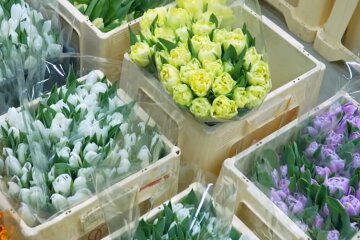 Подорожчання квітів в Дніпрі, 8 березня