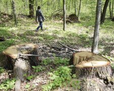 Под Харьковом лесничий срубил более 250 дубов, фото: потери колоссальные