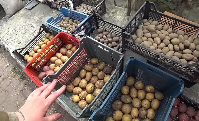 Как вырастить картошку без жука
