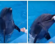 В Одесі дельфін накинувся на дитину після шоу, хлопчика відвезли в лікарню, відео