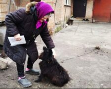 Платная регистрация кошек и собак в Украине: законопроект уже в Раде, «владельцы должны будут…»