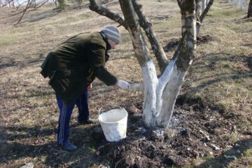 побелка деревьев