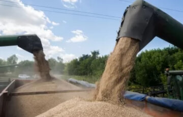 "У них кінець епохи бідності": в Держрезерві "зникнення" зерна на 800 млн гривень списали на мишей