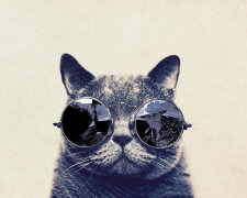 www.GetBg.net_Animals___Cats_Cat_with_glasses_Fear_in_Vegas_043896_