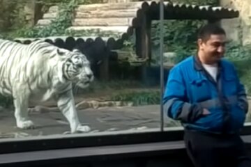 Украинцы предлагают запретить зоопарки и не только, что известно: "После скандала с дельфинарием..."