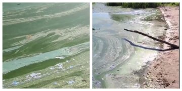 в Днепре вода стала зеленой: коллаж видео
