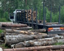 Андрій Мальований назвав відповідальних за незаконну вирубку лісів: "Саме вони повинні сплатити збитки!"