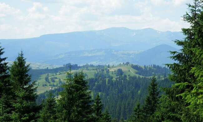 Карпаты лес