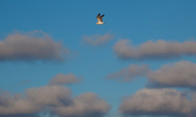 Уникальный случай: редчайших хищных птиц увидели в небе под Днепром, кадры