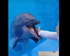 В Одессе дельфин укусил ребенка, история получила продолжение: "Строго запрещено"