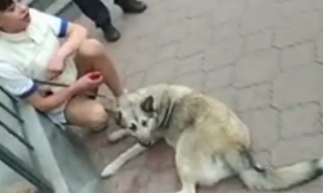 У Дніпрі серед білого дня побили дівчину і вкрали у неї собаку: кадри і подробиці з місця