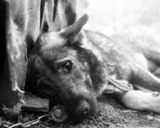 В Днепре устроили охоту на собак, срочное предупреждение: "доживают в муках"