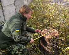 в заповедном урочище "Дубки" незаконно обрезали деревья