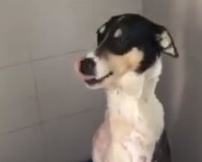У Дніпрі врятували змучену шкуродером собаку: волонтери показали жалісливе відео