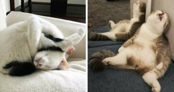 Топ смішних фото, які доводять, що у кішок немає незручної пози для сну