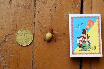 На Харківщині розвелися отруйні павуки, фото: "проколює шкіру людини і..."