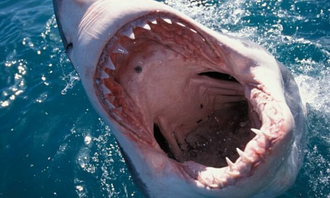 пасть акулы