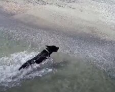 Собака плывет