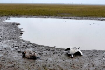 В "Асканія-Нова" знайшли тіла сотень червонокнижних птахів: тварини гинуть в диких муках, фото