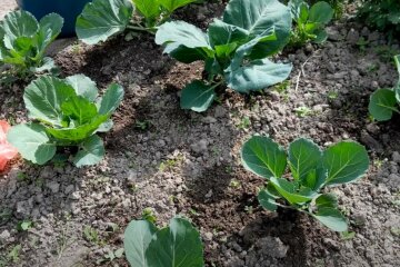 капуста, скриншот Ютуб