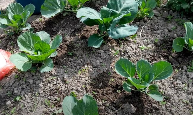 капуста, скриншот Ютуб