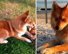 Інтернет підкорила незвичайна собака-лисиця: фото, які піднімуть настрій