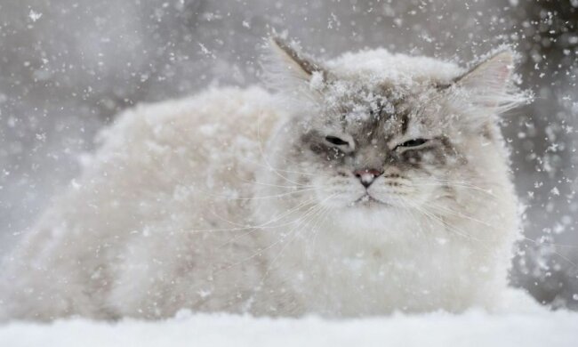 погода в Украине